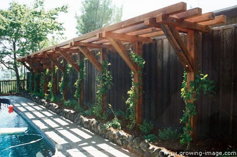 Cantilevered Trellis using over sized Redwood timbers - to replace the rickety trellises along our garage for the grapes & kiwi! Privacy Arbor, Fenceline Landscaping, Privacy Fence Landscaping, Arbors Trellis, Backyard Privacy, Garden Vines, Fence Landscaping, Trellis Design, Pergola Plans