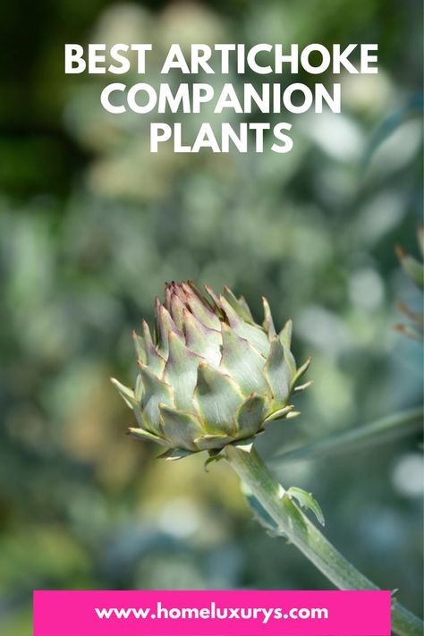 How To Grow Artichokes, Growing Artichokes, Artichoke Plants, Food Forest Garden, Companion Planting Vegetables, Companion Plants, Paradise Garden, Food Forest, Forest Garden