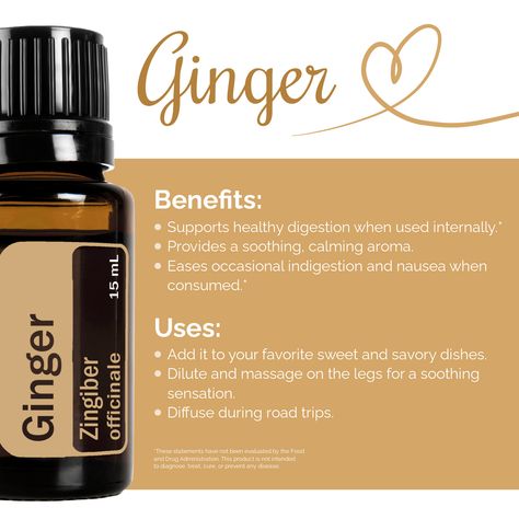 Here’s why everyone needs Ginger essential oil! It offers so many amazing benefits! Learn more at https://www.doterra.com/US/en/p/ginger-oil?utm_campaign=ds&utm_medium=ds&utm_source=ds&OwnerID=1695274. Ginger Oil, Essential Oil Education, Ginger Benefits, Ginger Essential Oil, Doterra Wellness Advocate, Doterra Essential Oils Recipes, Healthy Digestion, Doterra Essential Oils, Diffuser Blends