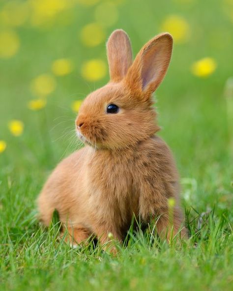 Rabbits In Nature, Meadow Animals, Bunny Photography, Rabbit Photography, Animals Reference, Aesthetic Animals, Animal Photography Wildlife, Tattoo Animal, Rabbit Pictures