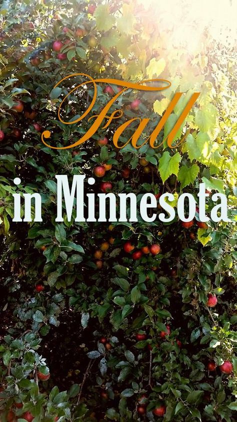 Top Things to do During Fall in Minnesota Things To Do During Fall, Things To Do In Minnesota, Minnesota Fall, Minnesota Life, Minnesota Nice, Minnesota Travel, Pumpkin Spice Lattes, Minnesota Home, Midwest Travel