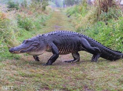 All Posts • Instagram American Alligator Photography, Crocodile Vs Alligator, Alligator Photography, Reptile Photography, Crocodile Pictures, Florida Animals, Crocodile Animal, Big Lizard, North American Animals