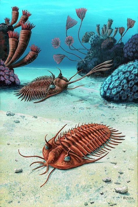 Two Trilobites Of The Devonian by Richard Bizley | 2020-07-03 Trilobite Art, Fauna Marina, Dinosaur Illustration, Prehistoric World, Trilobite Fossil, Ancient Animals, Prehistoric Art, Paleo Art, Extinct Animals