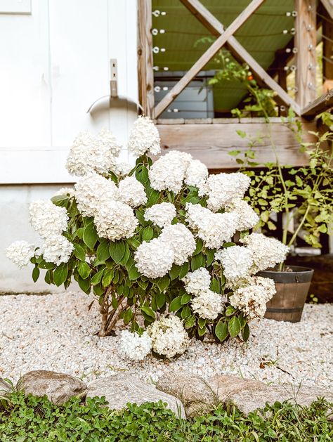 Pea Gravel In Flower Beds, White Pea Gravel Landscaping, White Stone Flower Bed, Pea Gravel Flower Bed Ideas, Pea Gravel Colors, Pea Gravel Flower Bed, Gravel Flower Bed Ideas, Gravel Flower Bed, Country Farmhouse Landscaping