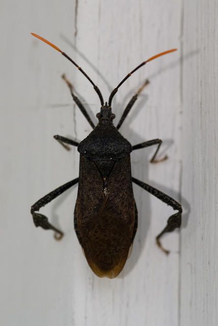 Black Leaf-footed Bug With Orange Antennae Leaf Footed Bug, Chardon Ohio, Orange Tips, Insect Photos, Black Leaves, Native Plants, Top View, A Black, Bugs