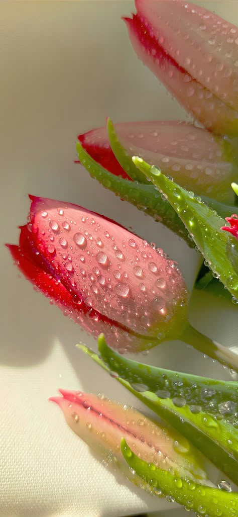 Aesthetic Photography Nature Flowers, Flores Aesthetic, Get Fair Skin, Pretty Flowers Photography, Wet Flowers, Tomato Face, Hd Flower Wallpaper, Face Home, Face Pack