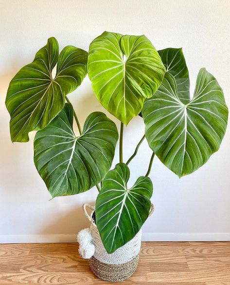 Wallpaper Plants Aesthetic, Aesthetic Plant Wallpaper, Plant Room Aesthetic, Drawing Plants, Pruning Plants, Wallpaper Plants, Philodendron Gloriosum, Plants Wallpaper, Plants Aesthetic