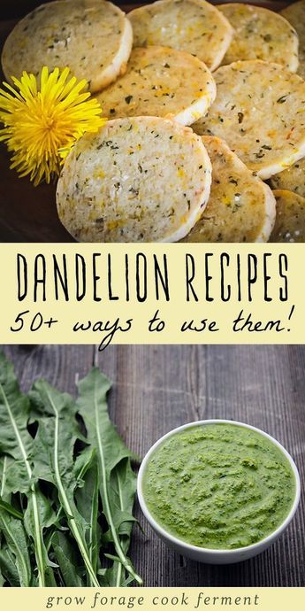 Recipes For Drinks, Edible Flowers Recipes, Flower Recipes, Dandelion Flowers, Wild Food Foraging, Food Foraging, Foraging Recipes, Edible Wild Plants, Foraged Food