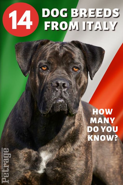 Italy is a country known for its delicious food, rolling hills, and ancient ruins. But did you know it’s also home to some of the world’s best dog breeds? From the energetic Italian Greyhound to the muscular Mastiff, there’s a perfect pup for everyone in Italy. Here are 14 of our favorite Italian dog breeds. Enjoy! Italian Dog Breeds, Frug Dog Breed, Energetic Dog Breeds, Aggressive Dog Breeds, Best Guard Dog Breeds, Italian Dogs, Dog Breeds That Dont Shed, Fun Online Quizzes, Dog Info