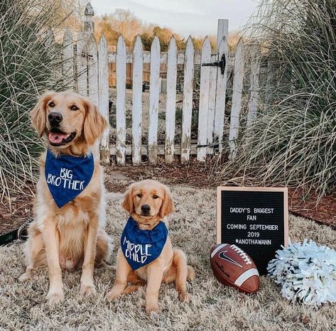 Big Brother Dog, Big Sister Dog Bandana, 5 Weeks Pregnant, Dog Pregnancy Announcement, 39 Weeks, Pregnancy Week, Pregnancy Bump, Cute Pregnancy Announcement, Ectopic Pregnancy