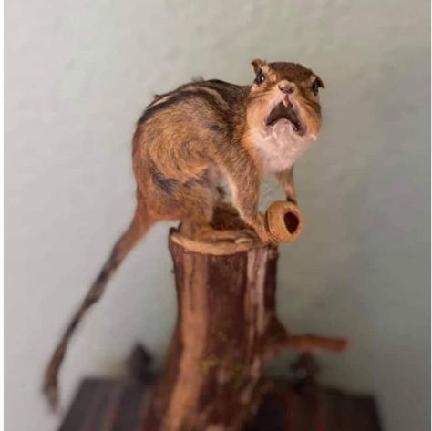 Pete Ranga Ryan on Instagram: "A good example of bad taxidermy. #chipmunk #badtaxidermy" Bad Taxidermy, Hee Haw, Reaction Memes, Silly Images, Phantom Of The Opera, Chipmunks, Taxidermy, Instagram A, Bones