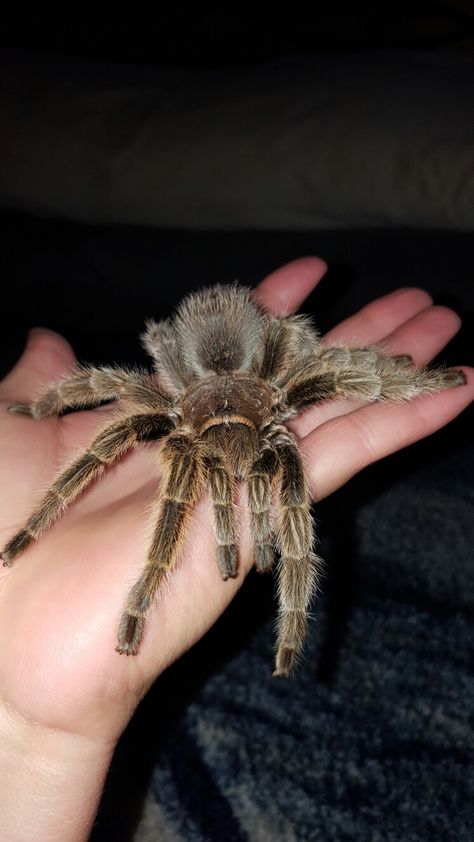 Pet Spider Aesthetic, Spider Web Drawing, Pet Tarantula, Types Of Spiders, Spider Species, Spider Web Tattoo, Spider Costume, Pet Spider, Spider Crafts