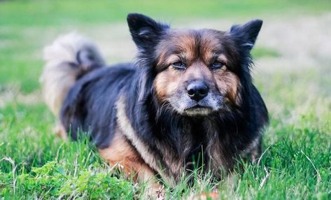 German Shepherd Rottweiler Mix, Corgi German Shepherd, Blue German Shepherd, Gerberian Shepsky, German Shepherd Husky Mix, German Shepherd Husky, Rottweiler Mix, German Shepherd Mix, Corgi Mix