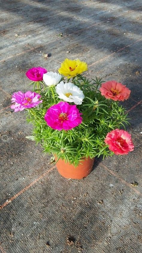 Heat Tolerant Flowers, Portulaca Flowers, Rose Companion Plants, Full Sun Flowers, Portulaca Grandiflora, Rose Plant Care, Window Box Garden, Flowering Succulents, Moss Rose