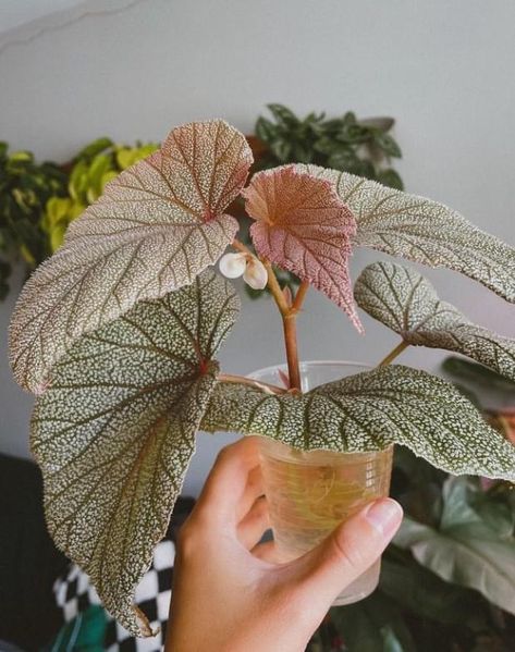 Begonia Houseplant, Green Wall Plants, Begonia Leaf, Begonia Flower, Plant Wishlist, Plant Party, Plant Goals, Plant Fungus, Plants Are Friends