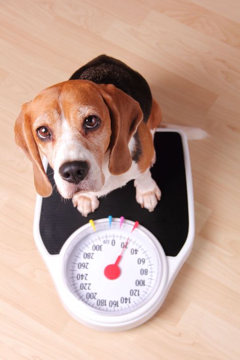 Obesity is a prevalent issue in dogs. How can you know how much your dog should weigh to prevent them from becoming obese? Super Cute Dogs, Dog Weight, Dog Diet, Beagle Dog, Dog Health, Sweet Animals, Pet Health, Dog Care, Pet Care