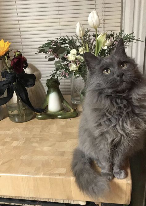 Long Hair Cat, Nebelung Cat Aesthetic, Fluffy Grey Cat, Grey Cat, Grey Cats Fluffy, Long Hair Gray Cat, Gray Cat Fluffy, Dark Grey Cat, Grey Cat Aesthetic