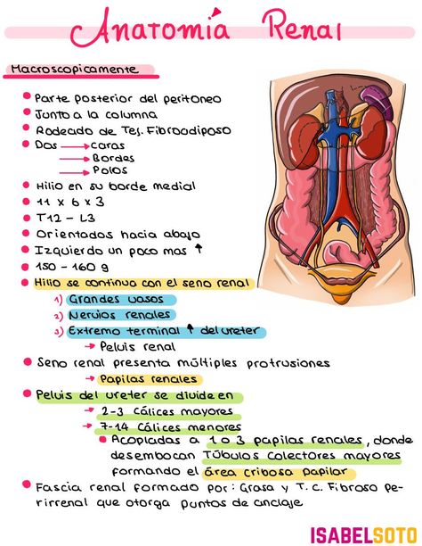 Anatomía renal - Ilustrado - uDocz Studying Medicine, Medicine Notes, Medicine Studies, Med School Motivation, Medical Student Study, Biology Lessons, Medicine Student, Medical School Inspiration, Medical School Studying