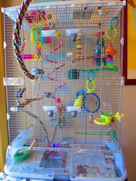 Bird Cage Ideas, Parakeet Care, Best Pet Birds, Budgie Cage, Cockatiel Cage, Diy Bird Cage, Parakeet Toys, Budgie Toys, Diy Bird Toys