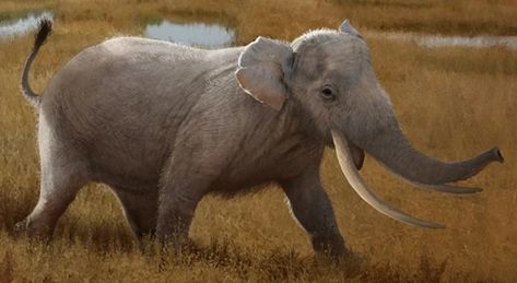 Sicilian dwarf elephant | SciiFii Wiki | Fandom Pygmy Elephant, Pikachu Raichu, Poison Frog, Small Elephant, Guide Dog, Ice Age, Our Solar System, The Ice, Mammals