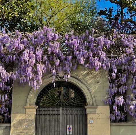 Tuscan Flowers, Tuscany Flowers, Aesthetic Ig Story, Tuscan Landscaping, Italy Florence, Building Aesthetic, Story Insta, Aesthetic Ig, Florence Tuscany