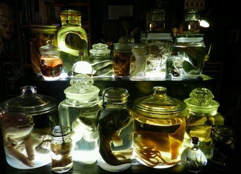 Magic Cabinet, Specimen Jars, Wet Specimen, Vulture Culture, Curio Cabinet, Mad Scientist, Taxidermy, Alchemy, Biology