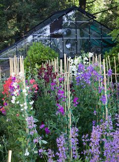 Pea Trellis, Growing Sweet Peas, Sweet Pea Plant, Slow Flower, Cut Flower Farm, Sweet Pea Flowers, Allotment Gardening, Diy Gardening, Cut Flower Garden