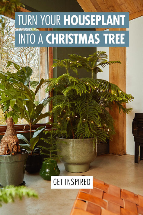 Why not try a different approach to decorating this year? Go for a clever alternative to the classic Christmas tree - one that lasts longer and uses what you already have. Learn more here. House Plant Christmas Tree, Decorating Plants For Christmas, Christmas Tree All Year Round, Christmas Tree Alternative Ideas, Christmas Without A Tree, Plant Christmas Tree, Christmas Tree Alternatives, Christmas Tree Alternative, Christmas Tree Plant