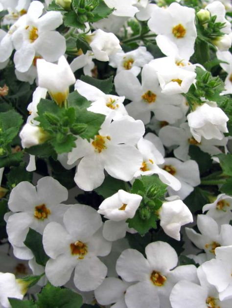 Bacopa Benefits, Bacopa Plant, Part Shade Plants, Bacopa Monnieri, Very Beautiful Flowers, Flower Care, Free Plants, Lilac Flowers, White Gardens