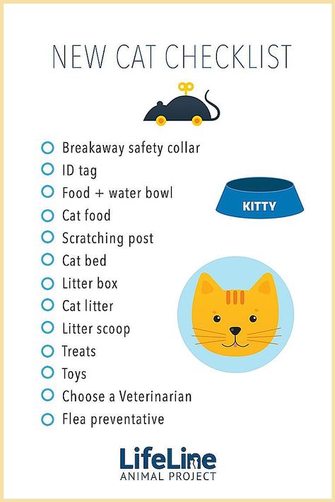 Cat Care - Ouch! - Struggling to get the ideas that you have been searching for? Why not try Amazon.com NOW! Cat Checklist, Cat Essentials, Cat Care Tips, Kitten Care, New Cat, Pet Care Tips, Cat Training, Pet Hacks, Cat Facts