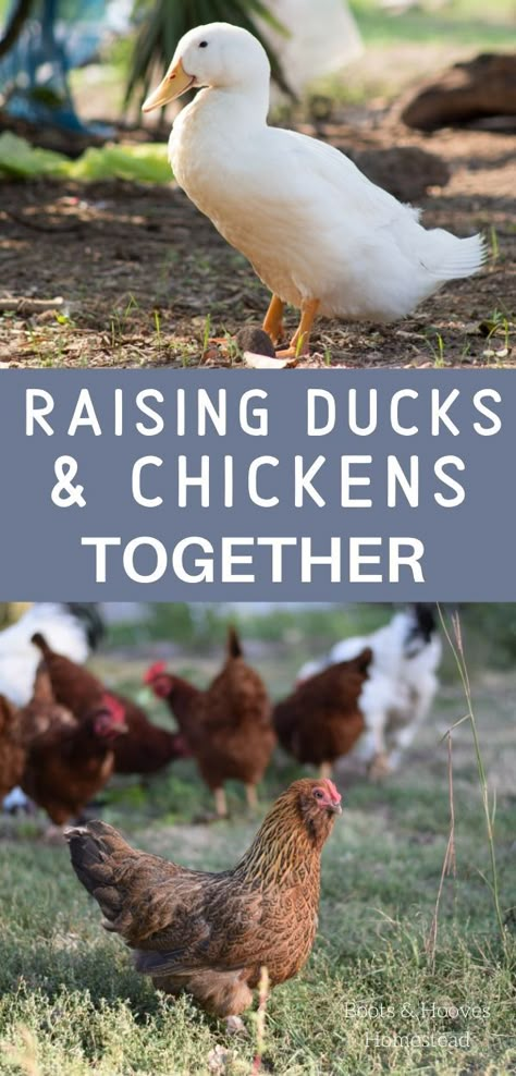 Ducks And Chickens Together, Ducks And Chickens, Chickens And Ducks, Duck Pens, Backyard Ducks, Farming Ideas, Duck Coop, Duck Farming, Raising Ducks