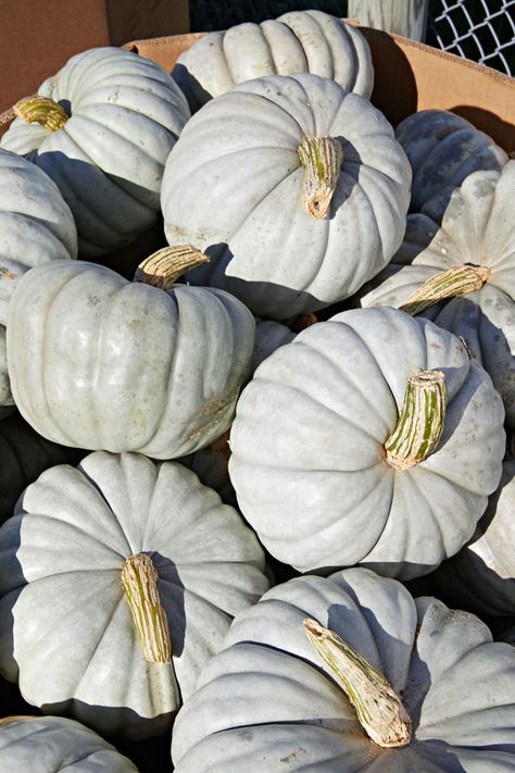 Colors Of Pumpkins, Different Types Of Pumpkins, Pumpkin Varieties Chart, When To Harvest Pumpkins, Gray Pumpkins, How To Grow Big Pumpkins, Pumpkin World, Jarrahdale Pumpkin, Homestead Pantry