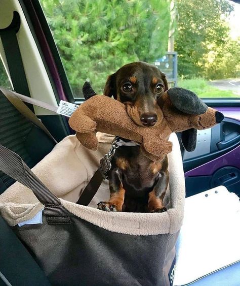 Weenie Dogs, Cute Animals Images, Dachshund Puppies, Dachshund Puppy, Dachshund Love, Weiner Dog, Wiener Dog, Dachshund Dog, Cute Creatures