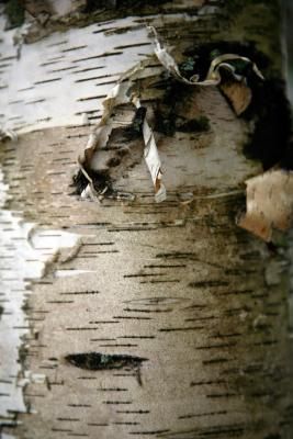 How to Make Jewelry From Tree Bark Birch Bark Crafts Diy, Diy Nature Decor, Bark Jewelry, Tree Bark Crafts, Bark Idea, Birch Jewelry, Birch Bark Crafts, Birch Craft, Twig Jewelry