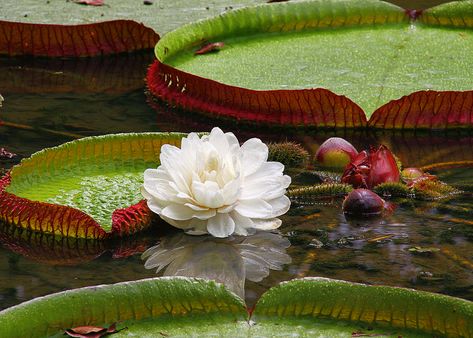 Star of the Water in the Amazon Rain Forest Amazon Rainforest Plants, Giant Water Lily, Waterlily Pond, Amazon Flowers, Tanaman Air, Rainforest Plants, Amazon Forest, Amazon River, Water Lilly