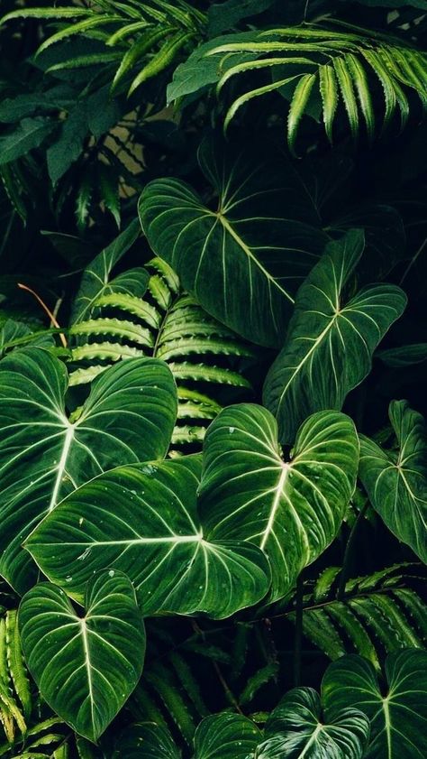 Tropical foliage