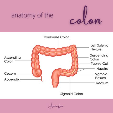 Intestines Anatomy, Sigmoid Colon, Throbbing Headache, Lip Care Routine, Large Intestine, Lose 30 Pounds, Migraine Headaches, Medical Knowledge, Types Of Cancers