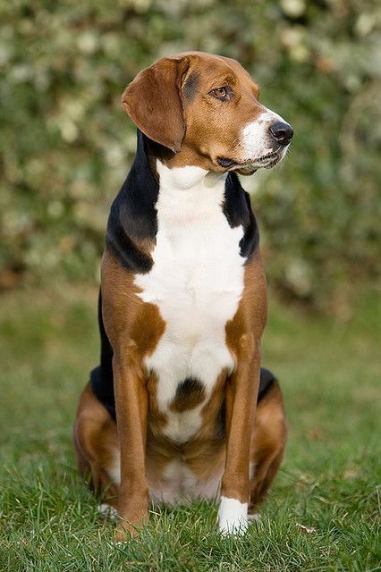 #harrier Grand Basset Griffon Vendeen, Foxhound Dog, Petit Basset Griffon Vendeen, American Foxhound, Rare Dog Breeds, Catahoula Leopard Dog, Dog Mixes, Pets Drawing, Black Lab Puppies