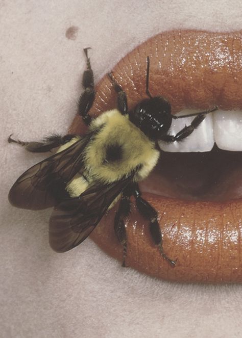 Beestung lips Irving Penn, Lip Art, Art Reference Photos, Drawing Reference, Art Inspo, Art Reference, Art Photography, Bee, Art Inspiration