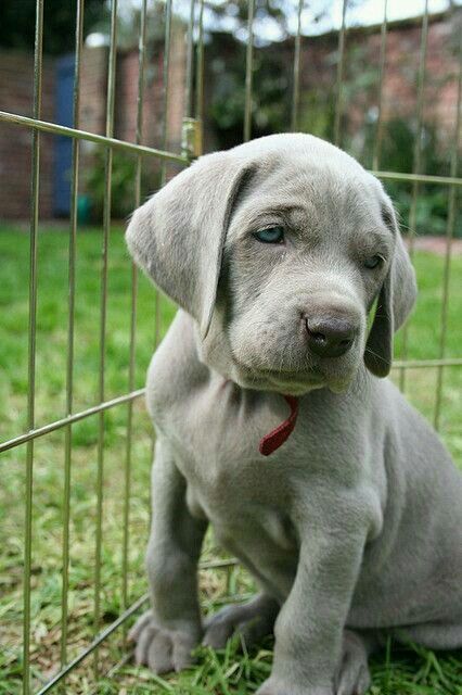 Pool puppy Silver Lab Puppies, Silver Lab, Lab Puppy, Labrador Retriever Puppies, Rottweiler Puppies, Lab Puppies, Labrador Puppy, Weimaraner, I Love Dogs