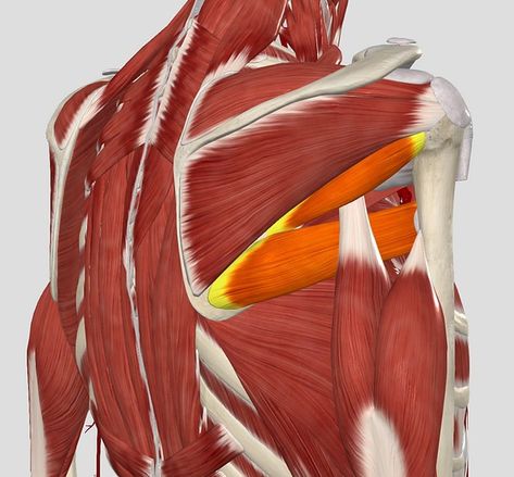 Teres Major Muscle, Teres Major, Muscle System, Shoulders Workout, The Human Condition, Muscle Anatomy, Rotator Cuff, Major Muscles, Cooking Guide