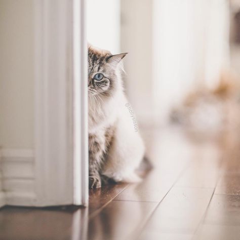 Indoor Photography, Canon 5d, Cat Door, The Runner, White Farmhouse, Sleepy Cat, Cat Boarding, Cat Photography, Here Kitty Kitty