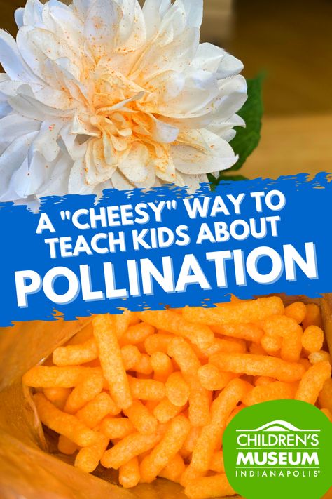 Science Lesson Preschool, Bugs Science Experiment, Lesson Plan Themes Elementary, Insects Science Preschool, Life Science Experiments Elementary, Pollen Transfer Activity, Science For Preschoolers Lesson Plans, Life Science Activities Elementary, Pollination Activities For Preschool