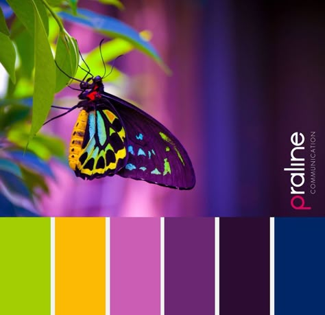 Butterfly Pallet Color Palettes, Butterfly Color Scheme, Butterfly Colour Palette, Butterfly Color Palette, Color Cube, Color Catalog, Color Schemes Colour Palettes, Color Palette Bright, Color Palette Design