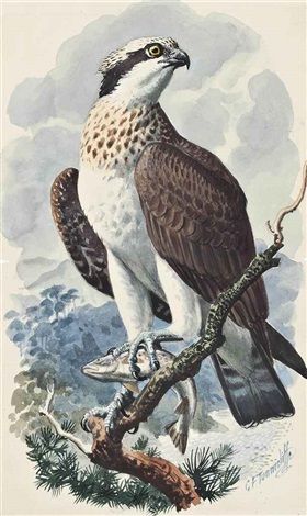 C F Tunnicliffe - Osprey Turkey Artwork, Osprey Bird, Scottish Animals, Bird Artwork, Scientific Illustration, Animals Artwork, Bird Drawings, London Art, Wildlife Animals