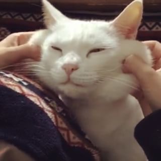 Obivously Japanese pet owners have noticed a similarity between their pets’ cheeks and the popular food. | People In Japan Are Stretching Their Pets Cheeks To Look Like Rice Cakes - BuzzFeed News Cat Cheeks, Squeeze Cheeks, Cat Biting, Rice Cakes, Pet Owners, Funny Cats, Cute Cats, That Look, Japan