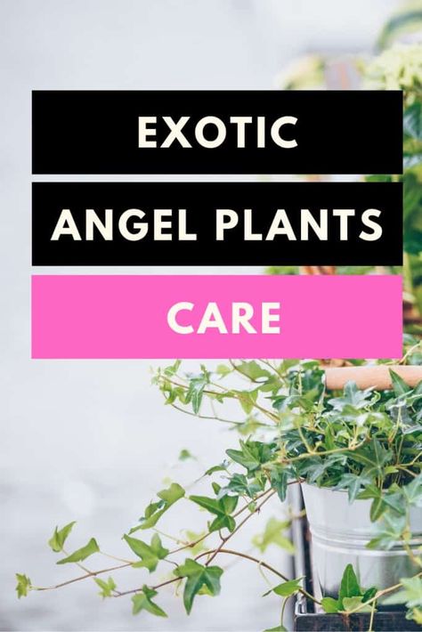 Exotic Angel Plants Care Guide #plants #exoticangelplants #plantophiles via @plantophiles Angel Plant Houseplant, Angel Trumpet Plant, Angel Plant, Toxic Plants For Cats, Plants Care, Ivy Plants, Chinese Evergreen, Pothos Plant, Plants Indoor