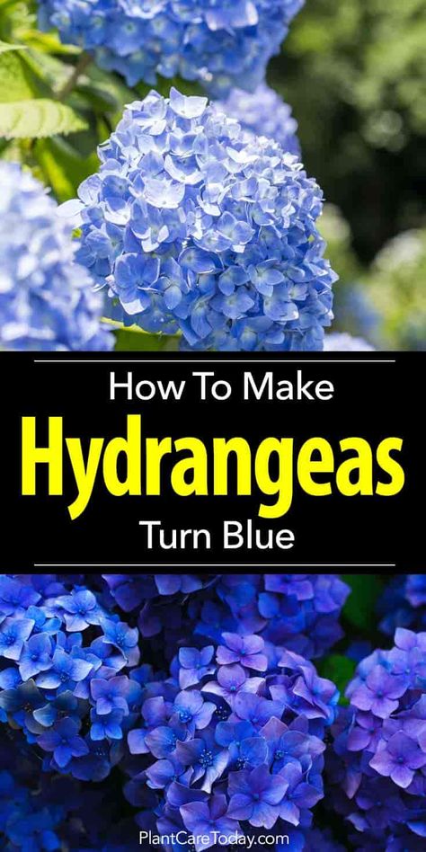 tips for turning hydrangea blue How To Turn Hydrangeas Blue, Turning Hydrangeas Blue, Blue Hydrangea Bush, Hydrangea Plant Care, Hydrangea Landscaping, Hydrangea Blue, Hydrangea Care, Hydrangea Colors, Growing Hydrangeas