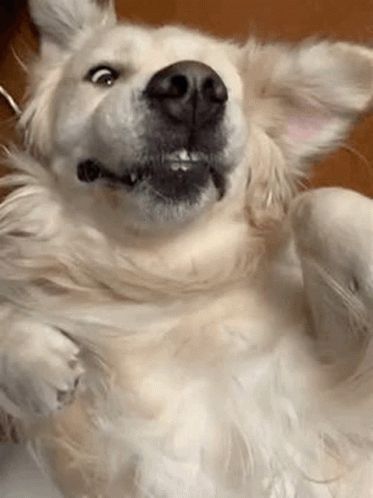 Golden Retriever Cute GIF - GoldenRetriever Cute Dog - Discover & Share GIFs Dog Animated, Puppies Gif, Golden Retriever Gif, Subwoofer Box Design, Dog Animation, Subwoofer Box, Discord Pfp, Funny As Hell, Nature Gif