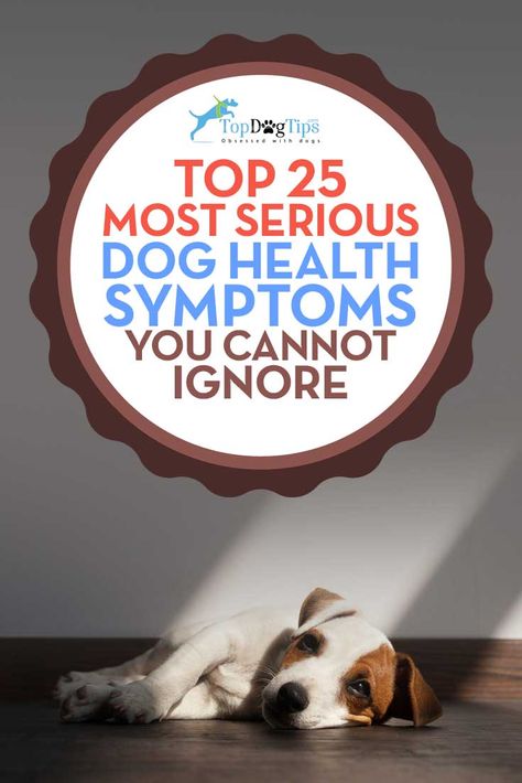 Sick Dog Symptoms, Sick Dog Remedies, Dog Illnesses, Sick Puppies, Stop Dog Barking, Dog Remedies, Dog Wellness, Dog Health Tips, Sick Dog